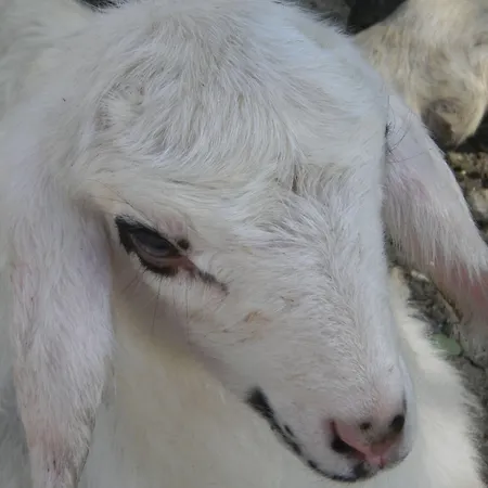 Diana Couette-café 4*